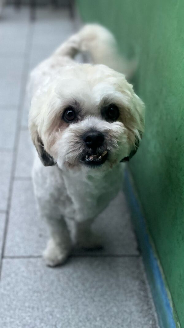 Charly - Image 3
