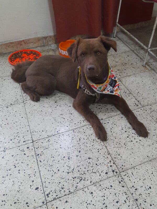 Chocolata - Image 3