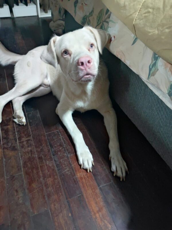 Chanchito - Image 4