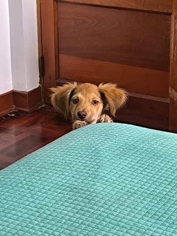 Rubia/Cloe - Image 4