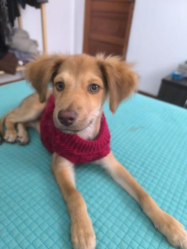 Rubia/Cloe