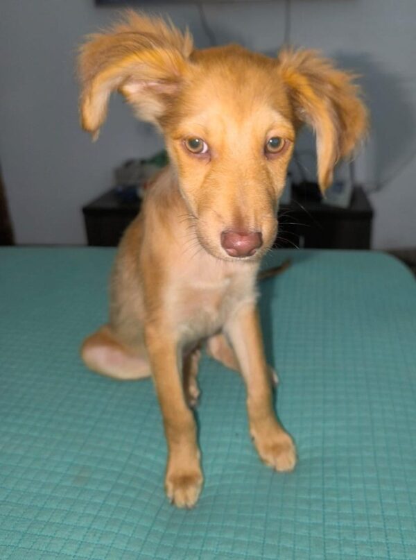 Rubia/Cloe - Image 5