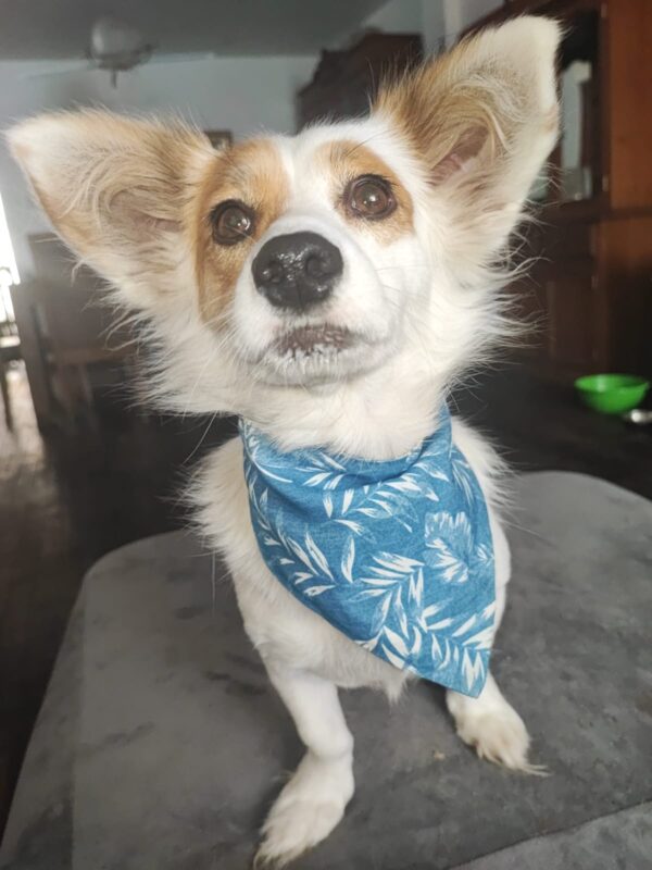SASHA - Image 2