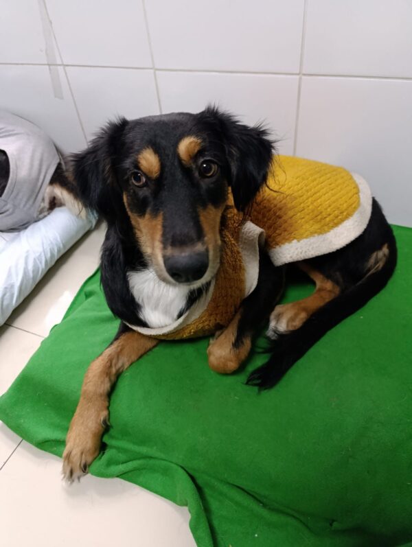 Noelia - Image 7