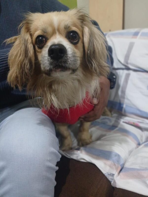 GINO - Image 6