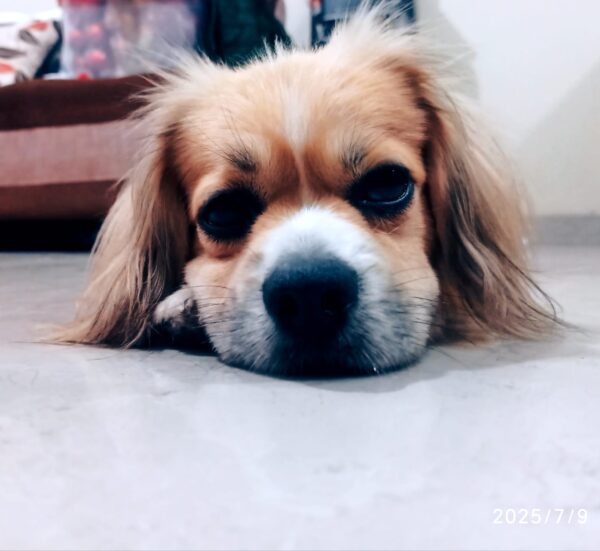 GINO - Image 3