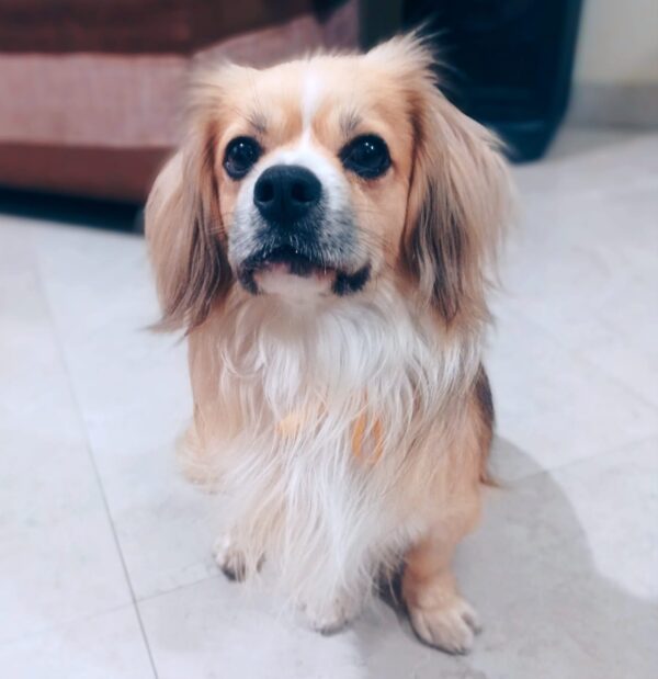 GINO - Image 4