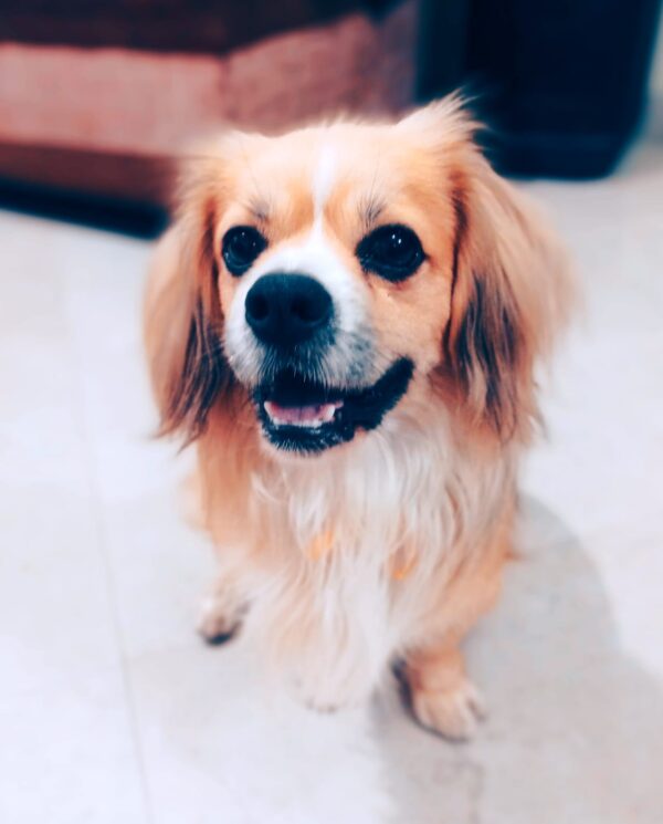 GINO - Image 5