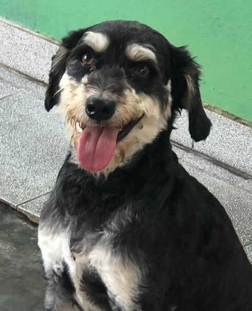Pelo