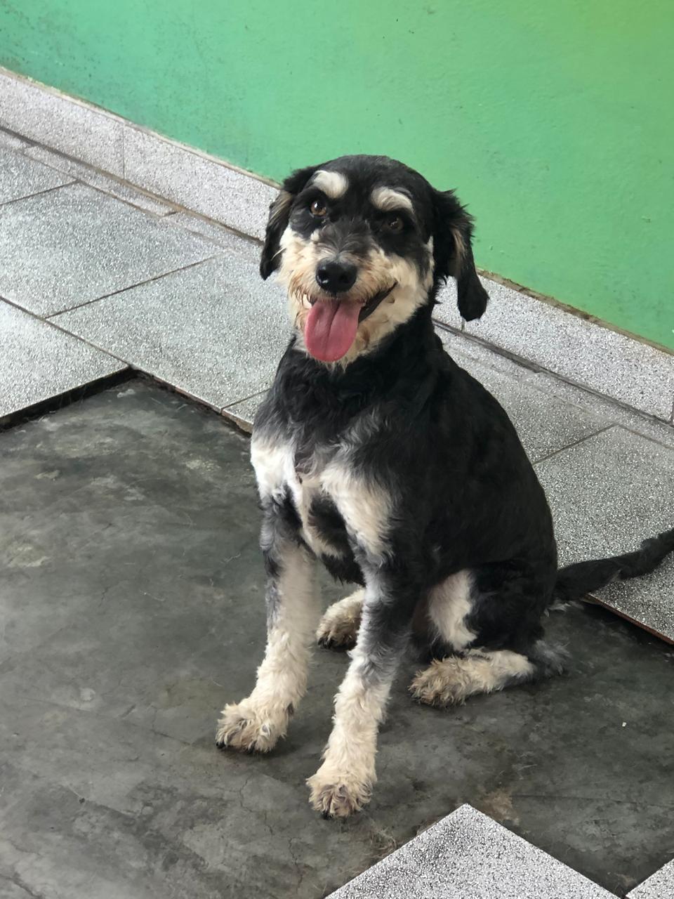 Pelo - Image 5
