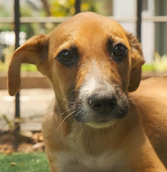 Camilo - Image 8